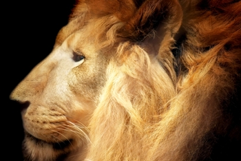 This "up close and personal" photo of "The King of the Jungle" was taken by Brazilian photographer Rodolfo Clix.  Is a Lion not the first thing that comes to mind when the word "wildlife" is mentioned?